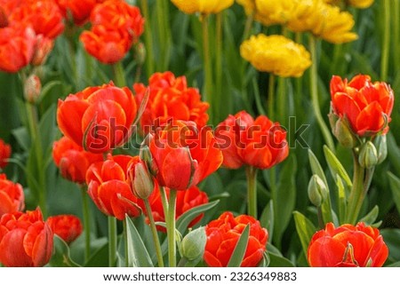 tulip bloom, beautiful field of tulips close-up