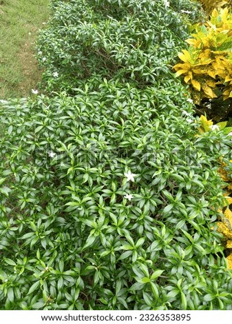 Beautiful Ervatamia Dwarf Plant in a house garden.