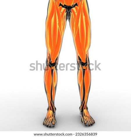 human body muscular system anatomy medical 3d animation