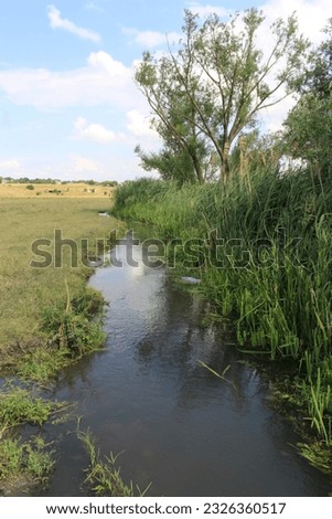 A stream of water with grass and trees