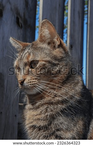 Cute Cat Portrait Outside Sunny Day