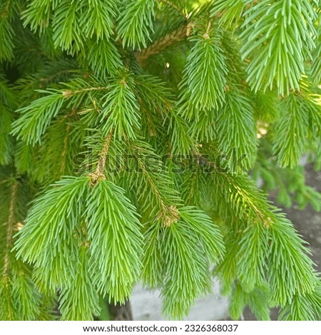 spring growth in conifers is simply beauty with a bokeh effect