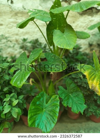 Its a beautiful leaves plant 
