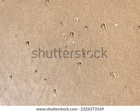 Beach wet sand texture. Sandy shore beige background. Empty clean seashore.