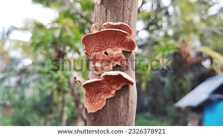 phelbia fungus growing on rotting wood in the forest Royalty-Free Stock Photo #2326378921