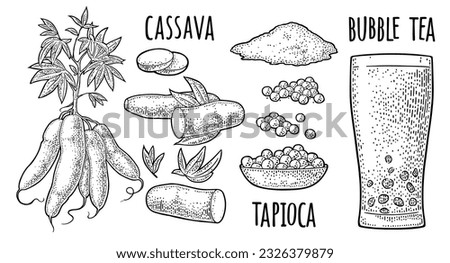 Cassava manioc plants with leaves, tuber, slice, tapioca pearl ball, bunch of starch, bubble milk tea glass, plate with boba. Vector color vintage engraving illustration. Isolated on white Royalty-Free Stock Photo #2326379879