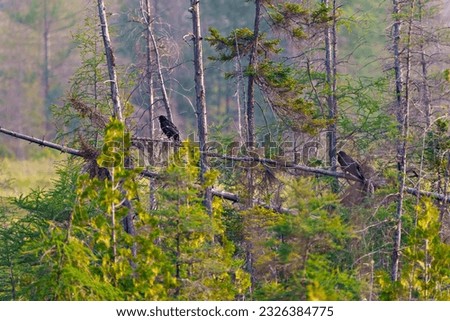Summer scenery landscape with coniferous forest and two raven perched on a fallen tree with a blur forest background. Art Photo.