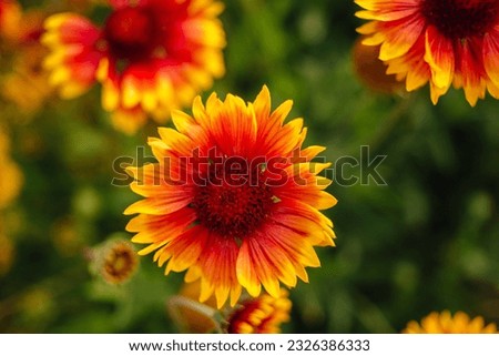 Bright floral background. Nature beautiful floral background with copy space.