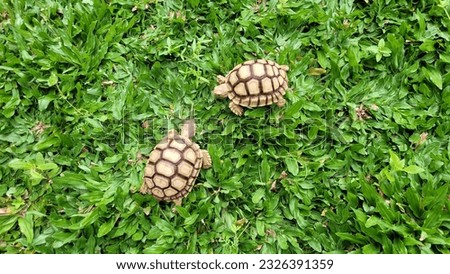 2 yellow sulcata turtle babies walking on grern grassfield
