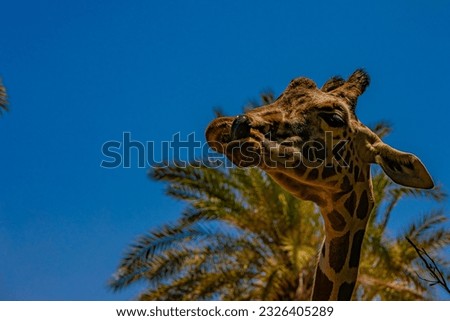 portrait of a giraffe on the background of trees	