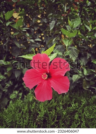 A beautiful red flower during spring season in india