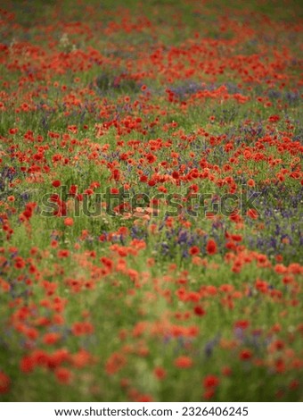 Broadway Cotswolds Gloucestershire United Kingdom
Impressionist image of poppies and wild flowers 