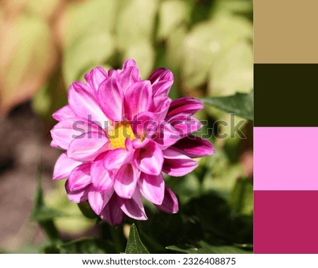 color matching palette, magazine collage style, artistic mood board concept. selective focus. pink flower on green blurred background