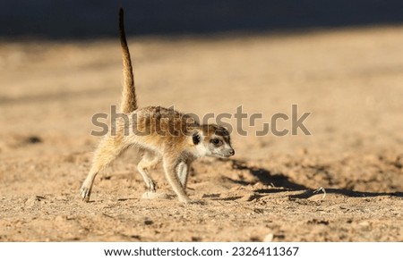 Meerkat or Suricate on the go in the Kalahari (Kgalagadi)
