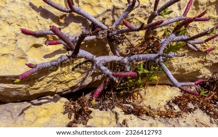 Euphorbia sp., poisonous succulent plant with succulent stem on erosional coastal cliffs of Gozo island, Malta Royalty-Free Stock Photo #2326412793