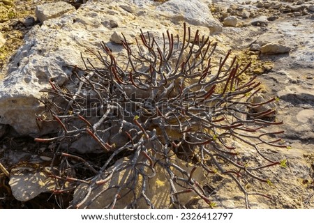 Euphorbia sp., poisonous succulent plant with succulent stem on erosional coastal cliffs of Gozo island, Malta Royalty-Free Stock Photo #2326412797