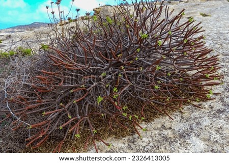 Euphorbia sp., poisonous succulent plant with succulent stem on erosional coastal cliffs of Gozo island, Malta Royalty-Free Stock Photo #2326413005