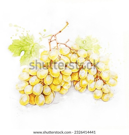 Delicious yellow grapes. Grape bunch on a white background. Juicy watercolor illustration. Clip art for decoration.