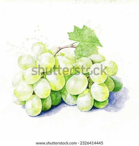 Delicious green grapes. Grape bunch on a white background. Juicy watercolor illustration. Clip art for decoration.