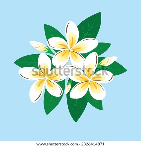 Plumeria. Vector flower. Frangipani flowers Royalty-Free Stock Photo #2326414871