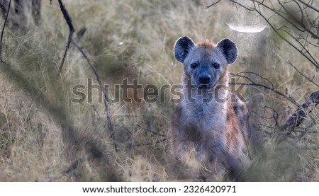 A Spotted Hyena looking straight at the camera