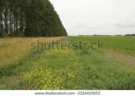 a field margin with blooming wild flowers with a lot of bees and butterflies next to a green field in the dutch countryside