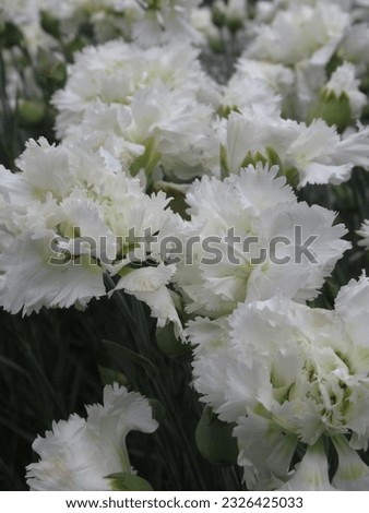 A cluster of white carnations, a symbol of purity and grace, captivates with its delicate beauty and subtle fragrance. Nature's exquisite creation in a harmonious gathering.