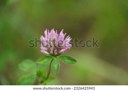 A single red clover against a green background.