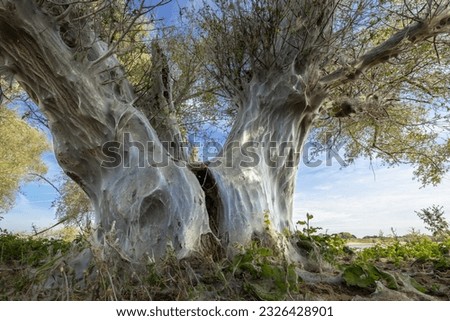Tree with white silk blanket from yponomeutidae or ermine moth, at the river banks of the Waal,the Netherlands