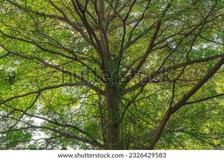Under the tree with spread branch and green leaves.