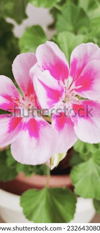 hydrangea white-pink color, beautiful bright flowers, with green leaves in the background, beautiful background, theme, picture, shot close up