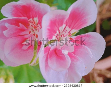 hydrangea white-pink color, beautiful bright flowers, with green leaves in the background, beautiful background, theme, picture, shot close up