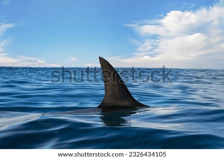 Shark fin on ocean surface in cloudy clear sky Royalty-Free Stock Photo #2326434105
