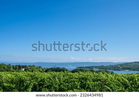 Koper, Slovenia. July 2, 2023. A vineyard in ther hills with the sea in the background