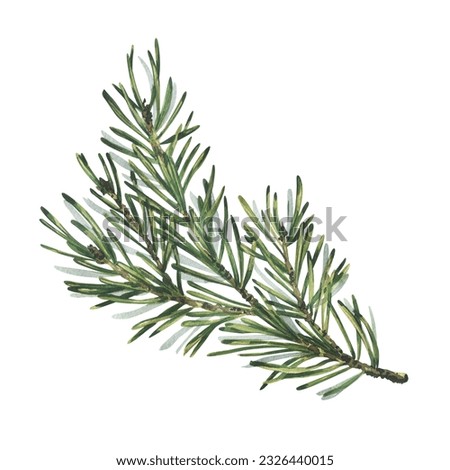 Pine branch with green needles, forest plants for winter and christmas decor. Watercolor illustration, hand drawn. Isolated object on a white background