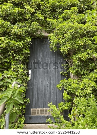 The wall around a grey wooden door is cowered with bright green leaves of the plant. 