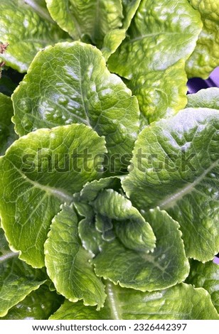 Green leafy vegetable with dramatic detail and healthy leaves. Background or detail photo.
