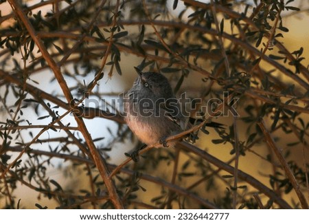 Chestnut-vented Tit-babbler in the Kalahari (Kgalagadi) Royalty-Free Stock Photo #2326442777