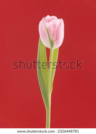 A full view of pink tulip flower with green leaf on the red background.