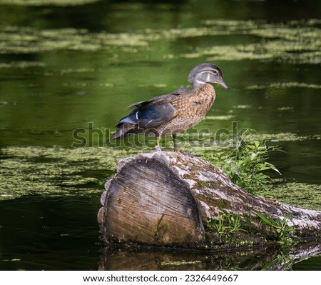 Female wood duck perched on a log