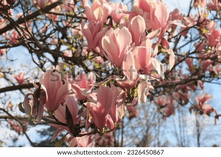 flowers spring sun landscape beautiful sunny magnolia