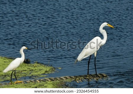 White Heron fishing with an Alligator close by