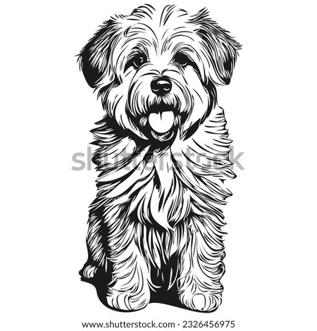 Coton de Tulear dog pencil hand drawing vector, outline illustration pet face logo black and white realistic breed pet