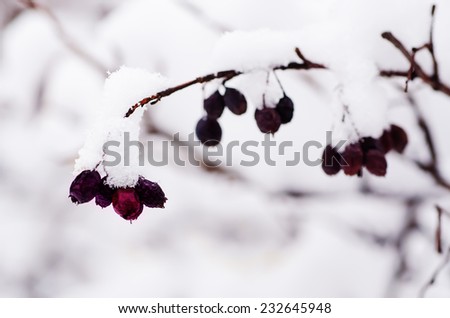 Plant branch under the snow, natural vintage winter  background, macro image