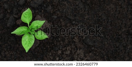Young green pepper plant growing in a black fertility soil. Top view, overhead. Vegetable seedling is in the fertile dirt. Gardening mock up. Farm mockup with free space for text. Planting ground. Royalty-Free Stock Photo #2326460779