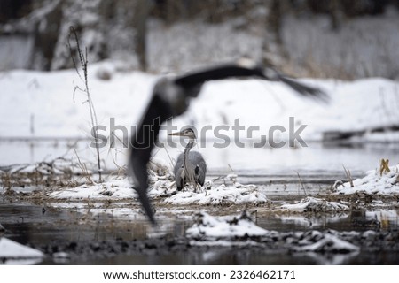 Gray heron by the river bank. Herons are fishing around winter's water. European nature. Gray bird with long beak and neck. 