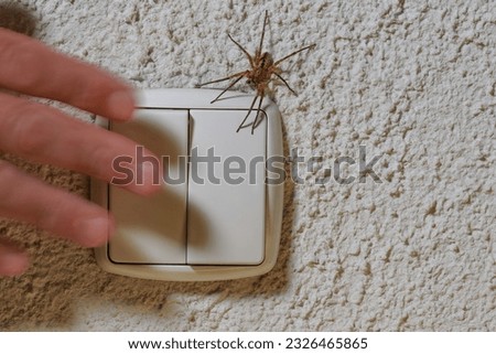 A Nosferatu spider sits on the wall on the light switch, a hand presses the switch, Zoropsis spinimana Royalty-Free Stock Photo #2326465865