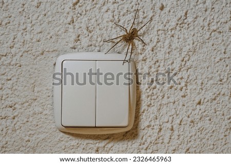A Nosferatu spider sits on the wall on the light switch, Zoropsis spinimana Royalty-Free Stock Photo #2326465963