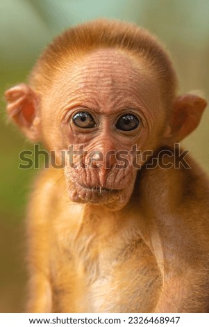this is a picture of baby monkey face