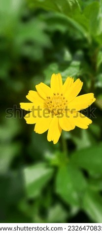 Close up a yellow flower